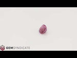 Load and play video in Gallery viewer, Enchanting Cushion Purple Sapphire 1.14ct
