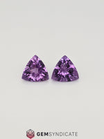Load image into Gallery viewer, Lovely Trillion Shape Purple Amethyst Pair 8.59ctw
