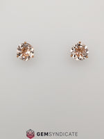 Load image into Gallery viewer, Impressive Round Morganite Stud Earrings in 14k Rose Gold

