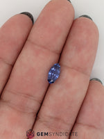 Load image into Gallery viewer, Regal Fancy Shaped Blue Sapphire 1.56ct

