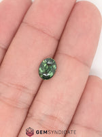 Load image into Gallery viewer, Radiant Oval Teal Sapphire 1.56ct
